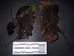 Hymenoscyphus immutabilis