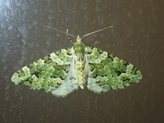 Pasiphila melochlora