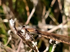 Sympecma paedisca
