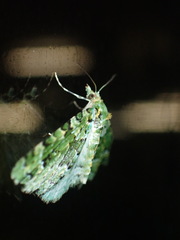 Pasiphila melochlora