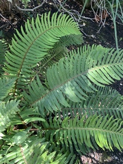 Polystichum munitum