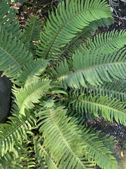 Polystichum munitum