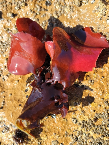 Image of Opuntiella californica by no rights reserved