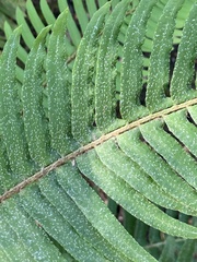 Polystichum munitum
