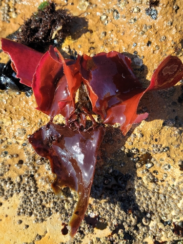 Image of Opuntiella californica by no rights reserved