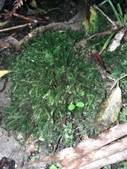 Echinodiopsis hispida