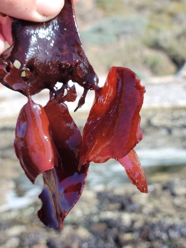 Image of Opuntiella californica by no rights reserved