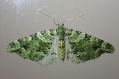 Pasiphila melochlora