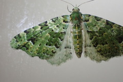 Pasiphila melochlora