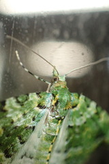 Pasiphila melochlora