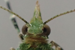 Pasiphila melochlora