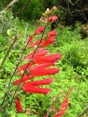 Lamourouxia rhinanthifolia