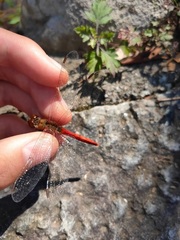 Sympetrum frequens