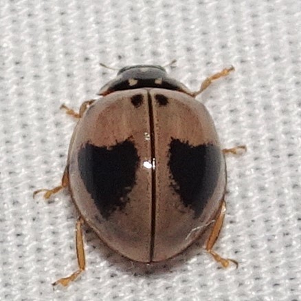 Ashy Gray Lady Beetle