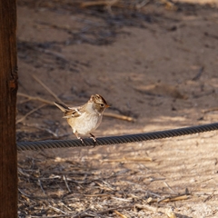 Zonotrichia leucophrys