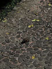 Rhinella horribilis