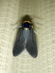 Elysius