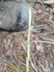 Elymus albicans