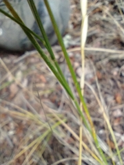 Elymus albicans
