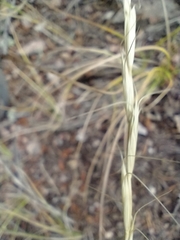 Elymus albicans