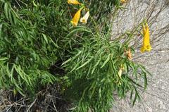 Tecoma stans angustata