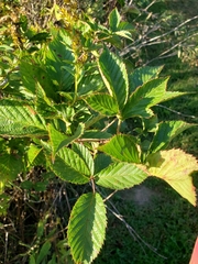 Rubus argutus