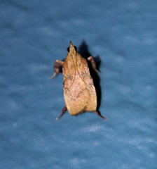 Galasa nigripunctalis