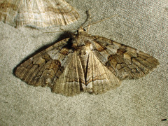 Zale duplicata
