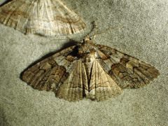Zale duplicata