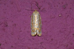 Templemania rhythmogramma