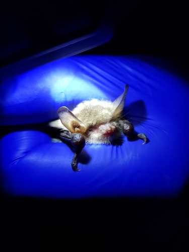 Natterer's Myotis (Myotis nattereri)