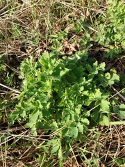 Chelidonium majus