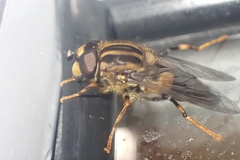 Helophilus antipodus