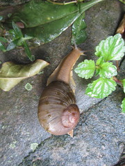 Natalina cafra