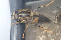 Helophilus antipodus