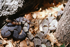 Crotalus lepidus klauberi