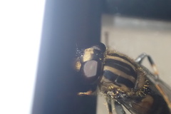 Helophilus antipodus