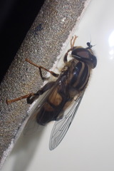 Helophilus antipodus