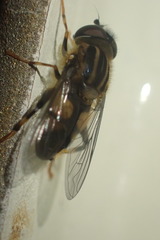 Helophilus antipodus