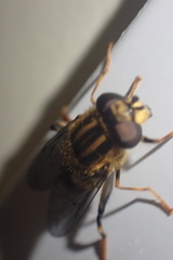 Helophilus antipodus