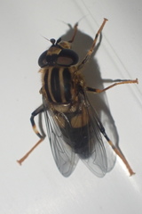 Helophilus antipodus