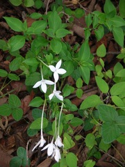 Bouvardia longiflora