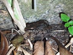 Leptodactylus mystacinus