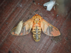 Balacra caeruleifascia