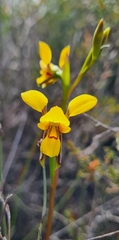 Diuris concinna