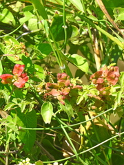 Serjania brachycarpa