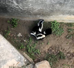 Mephitis mephitis nigra