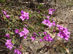 Boronia barkeriana
