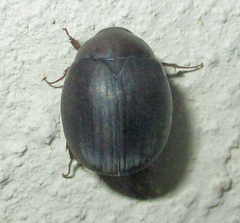 Trochalus