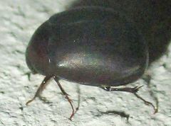 Trochalus